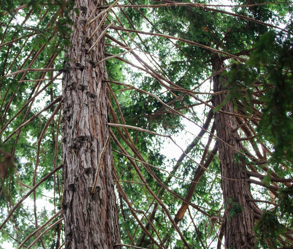 Pachama-Project-RipsRedwoods-Branches-©Pachama,Inc
