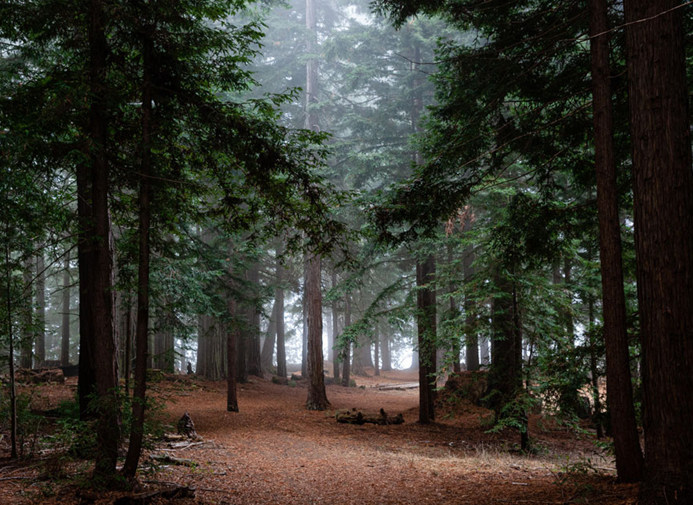 Rips-redwoods-point-camp-1-1