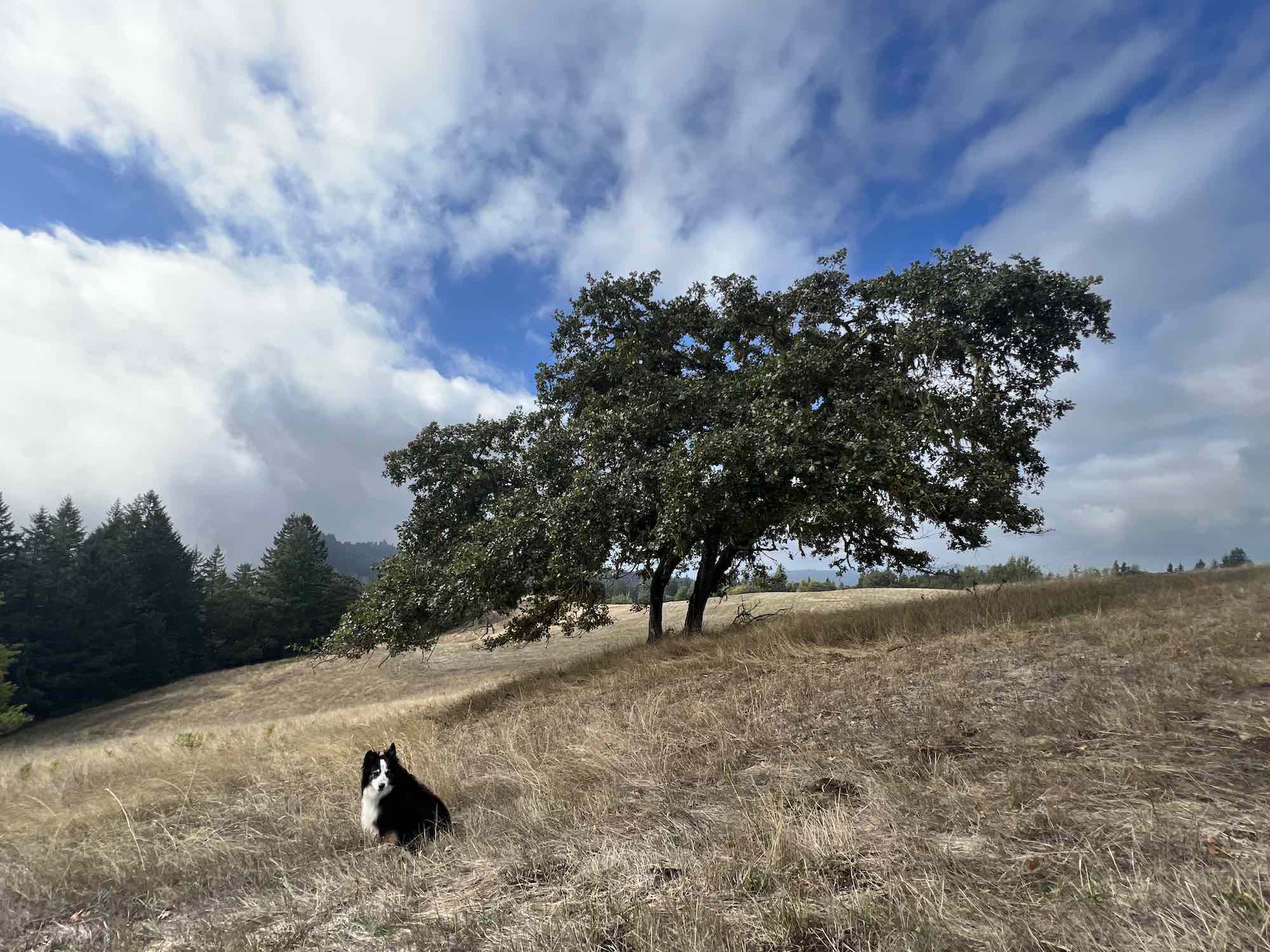 OakFieldDog